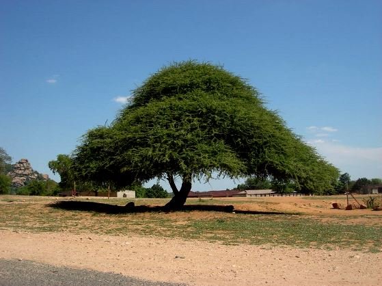 Vachellia tortilis subsp. heteracantha, a senior citizen