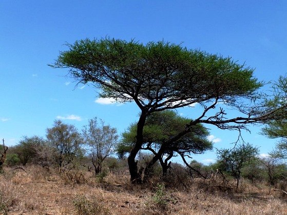 Vachellia tortilis subsp. heteracantha gone uppity