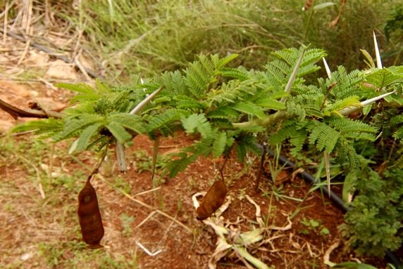 Vachellia xanthophloea fruit pods