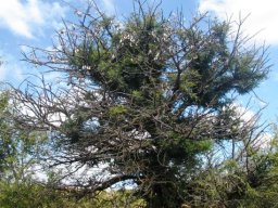 Vachellia erioloba