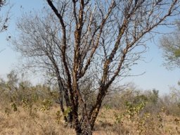 Vachellia exuvialis