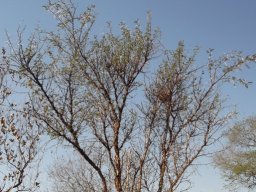 Vachellia exuvialis crown