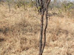 Vachellia exuvialis lower stem