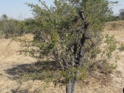 Vachellia gerrardii subsp. gerrardii
