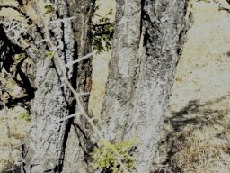 Vachellia gerrardii subsp. gerrardii rough bark
