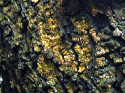 Vachellia karroo bark