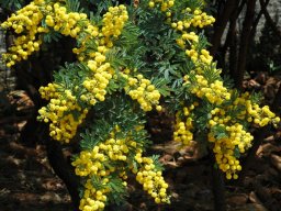 Vachellia karroo in flower at Hartebeespoort Dam