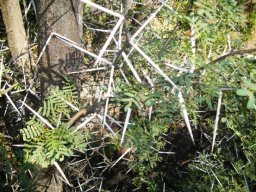 Vachellia karroo spines and leaves