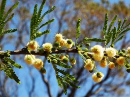 Vachellia robusta subsp. robusta flowers at Silkaatsnek