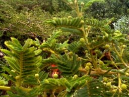 Vachellia sieberiana var. woodii budding in spring