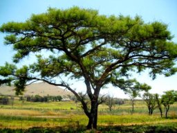Vachellia sieberiana var. woodii