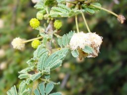 Vachellia tortilis subsp. heteracantha