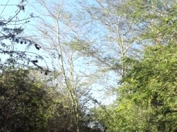 Vachellia xanthophloea