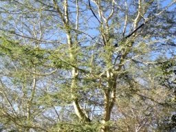 Vachellia xanthophloea more branch than foliage