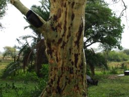 Vachellia xanthophloea trunk