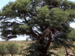 Vachellia erioloba and plover