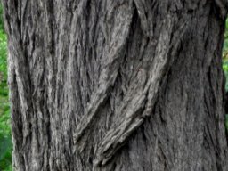 Vachellia erioloba vertical highway covering