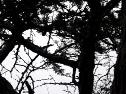 Vachellia erioloba owl bedroom