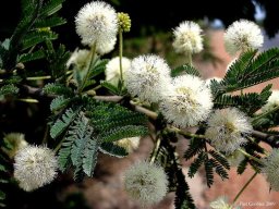 Vachellia gerrardii subsp. gerrardii flowers