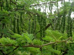 Vachellia karroo ample fruit production