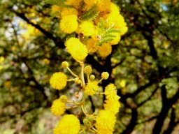Vachellia karroo blooms