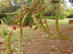 Vachellia karroo fruit pods