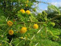 Vachellia karroo stem-tip in summer