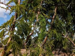 Vachellia nilotica