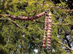 Vachellia nilotica pods