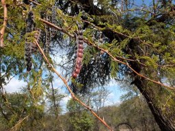 Vachellia