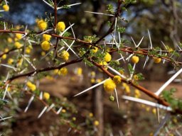Vachellia permixta