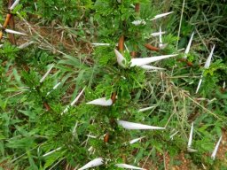 Vachellia robusta subs. robusta spines