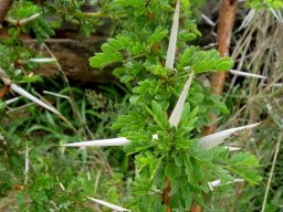 Vachellia robusta subs. robusta leaves