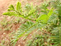 Vachellia sieberiana var. woodii stem tip