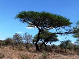 Vachellia tortilis subsp. heteracantha gone uppity