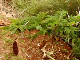 Vachellia xanthophloea fruit pods