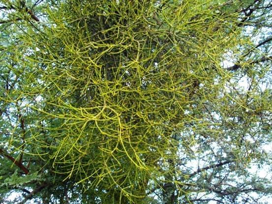 Viscum combreticola