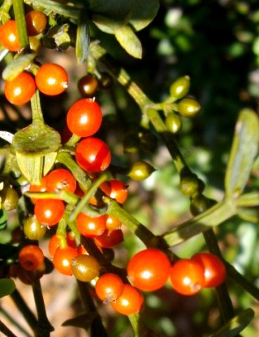 Viscum rotundifolium fruit