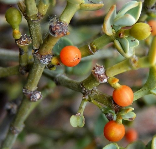 Viscum rotundifolium old rounded stems