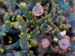 Viscum capense ripe berries