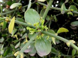 Viscum obscurum stem node developments