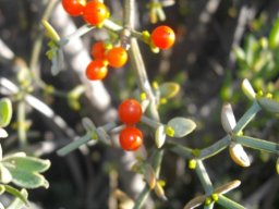 Viscum rotundifolium