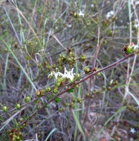 Wahlenbergia albens