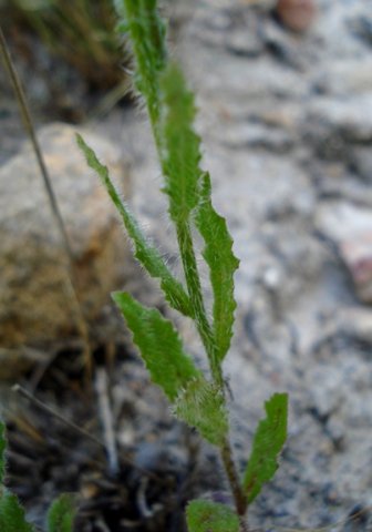 Wahlenbergia capensis leaves