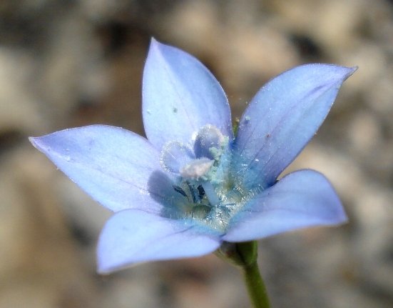 Wahlenbergia cernua flower