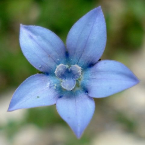 Wahlenbergia cernua
