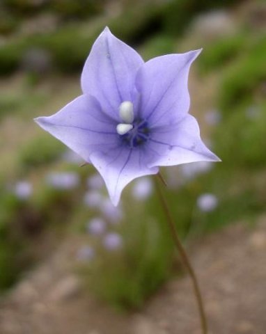 Wahlenbergia cuspidata flower