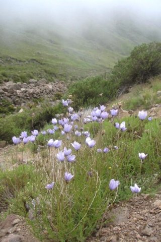 Wahlenbergia cuspidata