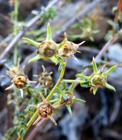 Wahlenbergia nodosa ripening fruit