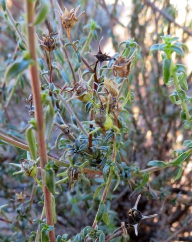 Wahlenbergia nodosa variously coloured fruits